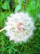 fluffy dandelion in green grass close-up