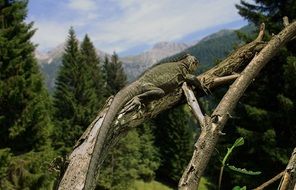 Iguana on a tree branch