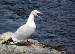 screaming seagull on a stone near the sea