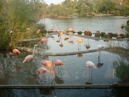 pink flamingos in pond in zoo