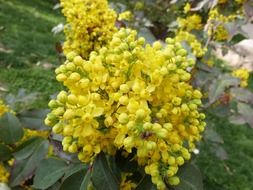 branch of bright yellow mimosa close up