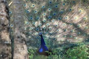 peacock with amazing tail