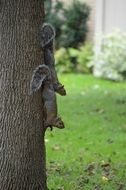 Two squirrels on a tree trunk