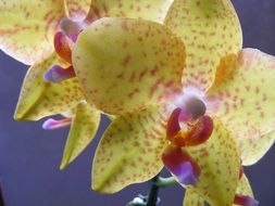 closeup picture of red spotted yellow orchid flowers