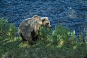 brown bear by water