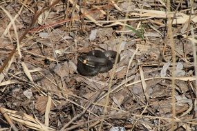 black snake on dry foliage in the forest