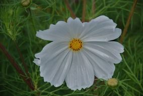 white flower anemones leaf