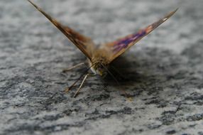 Butterfly closeup