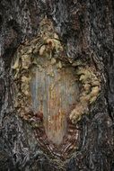 resin on the tree trunk