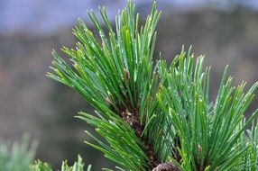 green pine branch close-up