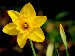 narcissus yellow flower