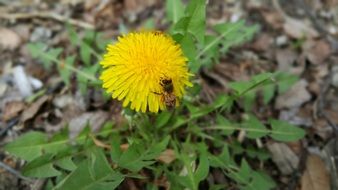 Bee on the yellow dandelion flower close-up