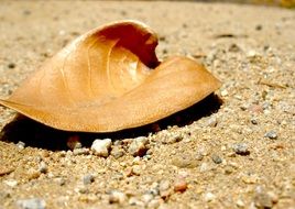 brown dry leaf on the ground