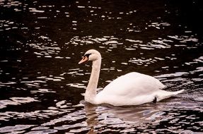 swan on the river