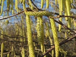 common hazel cute shrubs