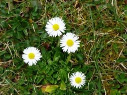 small bush of daisies among the grass