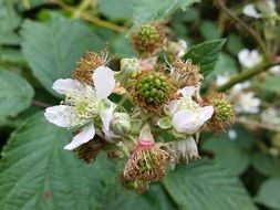 blackberry flower on a bush