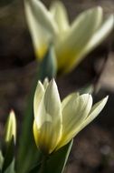 White and bright yellow tulips