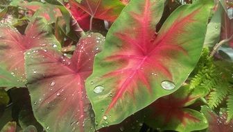 water drops on the leaves in the botanical garden