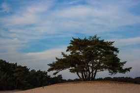 landscape of tree on soester dunes