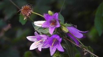 bellflower, purple flowers close up