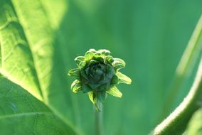 green spring bud closeup