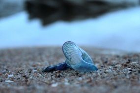 blue bottle jellyfish on the sand