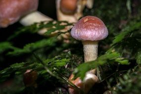 toxic mushroom closeup