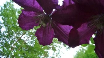 Purple clematis flowers in the forest close-up on blurred background