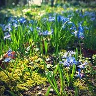 blue flowers in the forest