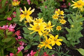 yellow flowers in the summer meadow