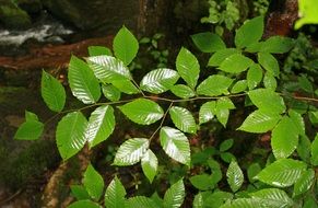shiny leaves of a tree after rain