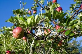 apple tree agriculture season