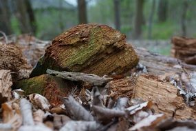 Dry wood close-up on blurred background