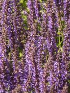 purple flowering of a wild sage