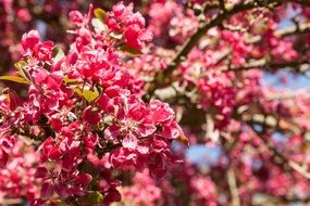 bright pink flowers on cherry