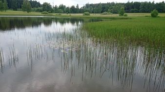 calm lake with reed thickets in wilderness