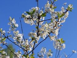 cherry branches with flowers against a clear sky