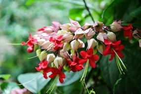 striking red flowers