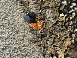 butterfly in nature in summer