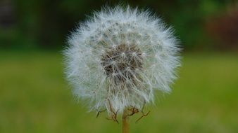 dandelion on a blurry background