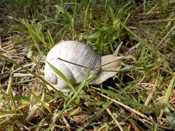 Beautiful, white snail on the green grass