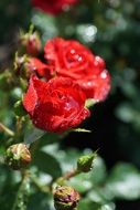 closeup photo of red beautiful roses in the garden