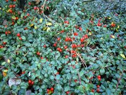 bush ground cover berry