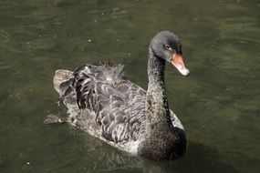 black swan on the lake