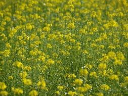 yellow flowers, rapeseed field, background