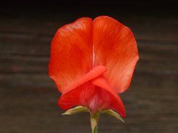 pea lathyrus blossom plant macro