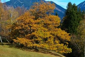 Orange autumn beech trees in the forest