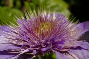 inflorescence of the clematis closeup