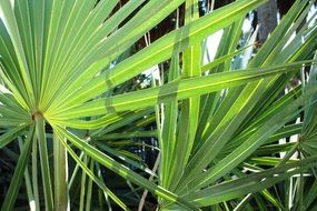 Leaves of tropical palm